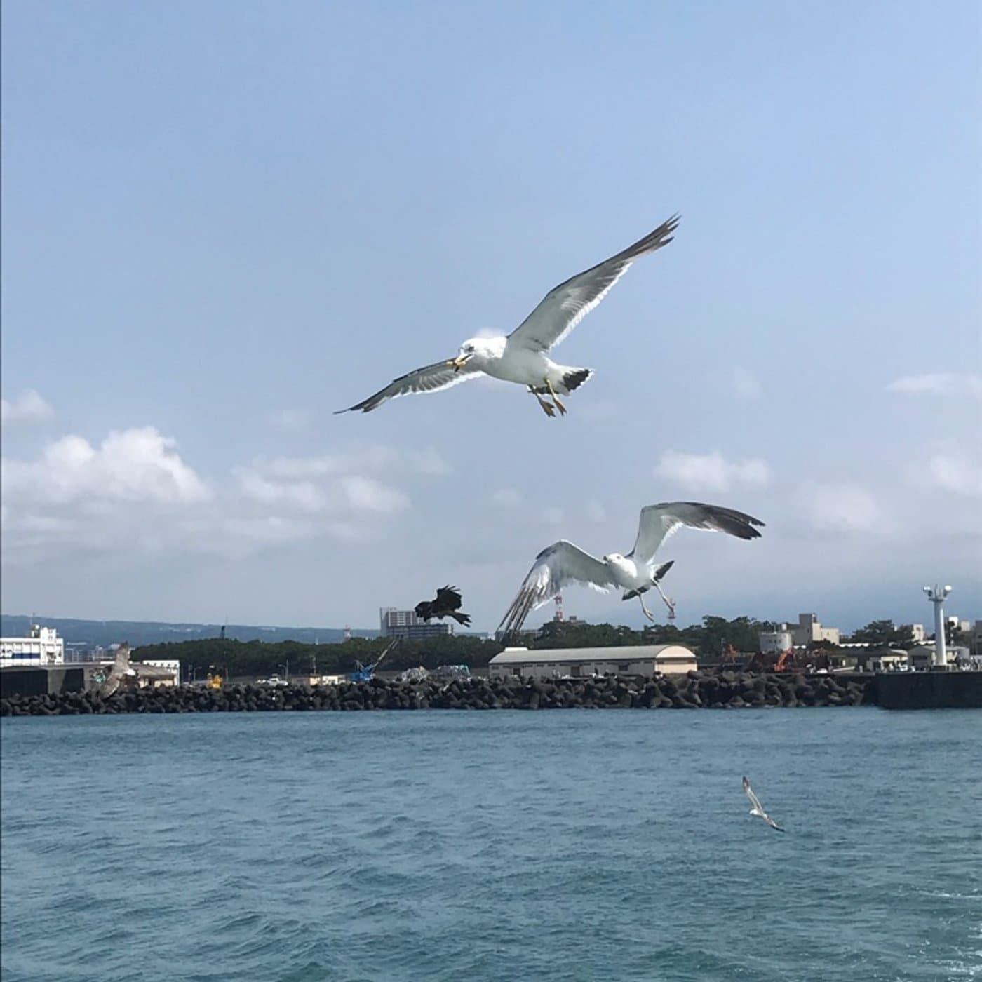 #44 サムネイムのかもめ