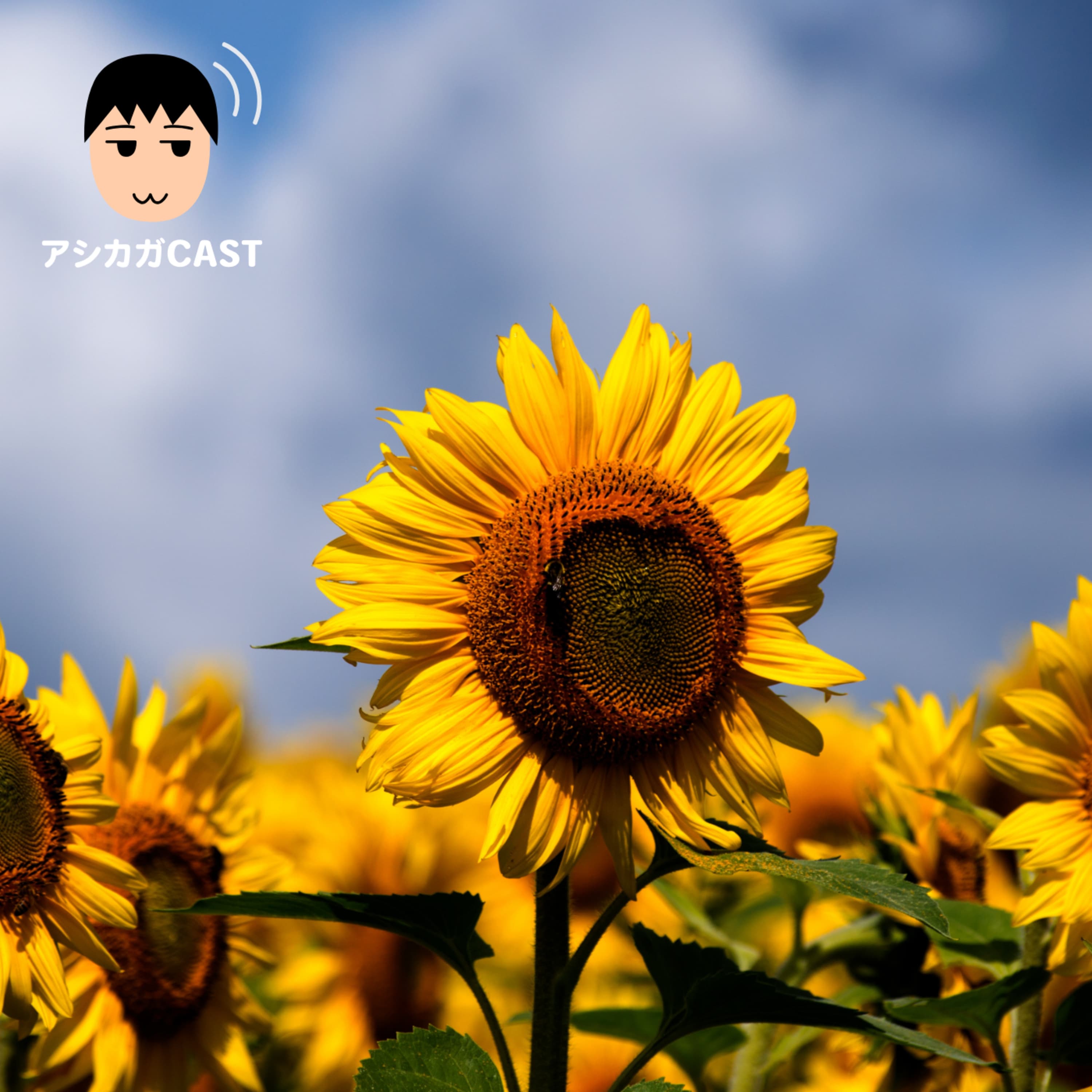 第103回「iPadを使う機会が増えているのは夏だから」