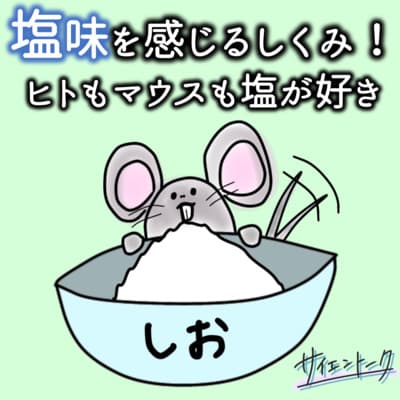 塩味を感じるしくみ!ヒトもマウスも塩が好き #81