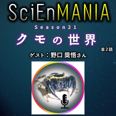 ミジングモとアリの戦い!懸命に生きるクモの魅力【クモ 後編】#65