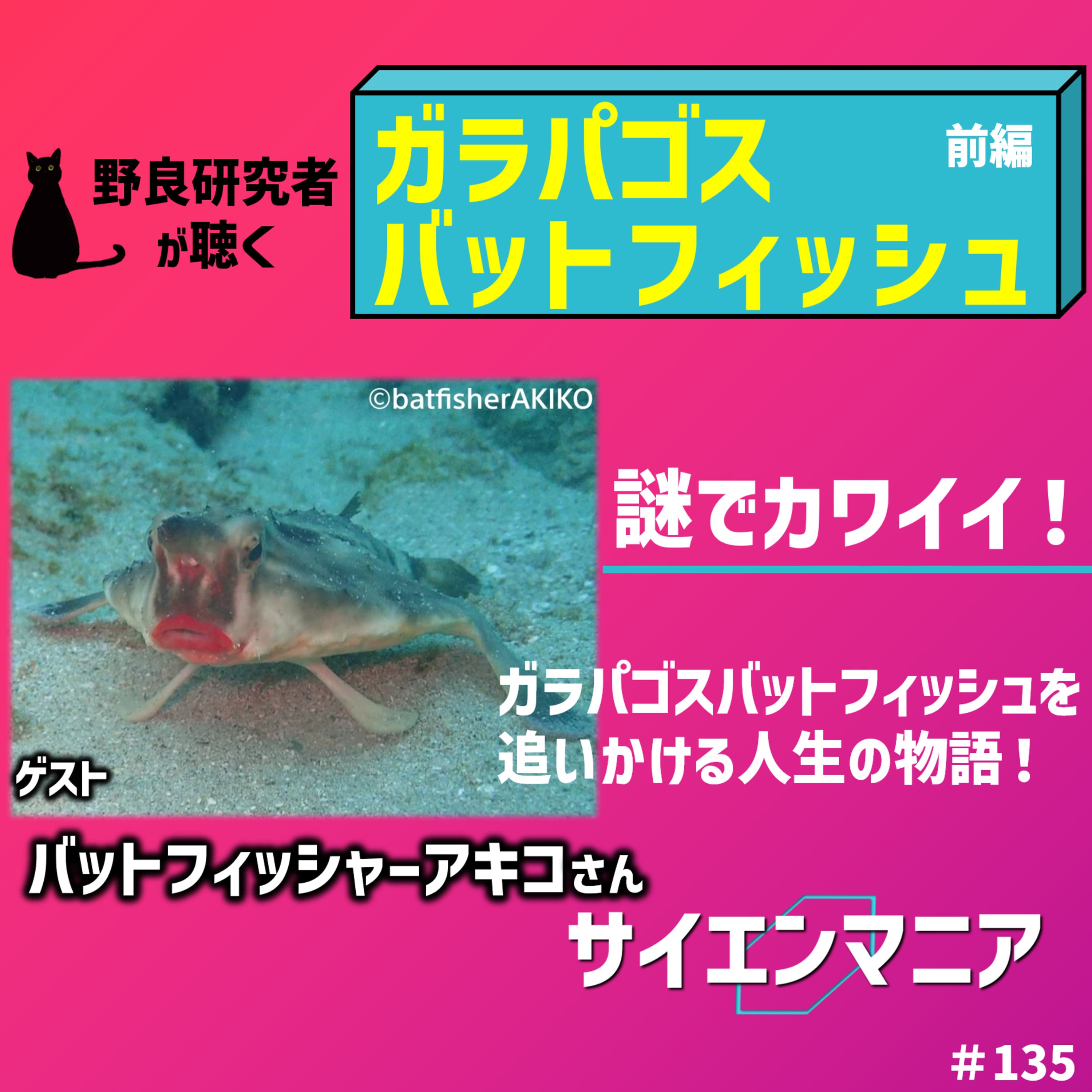 謎でカワイイ!ガラパゴスバットフィッシュを追いかける人生の物語!【ガラパゴスバットフィッシュ前編】 #135