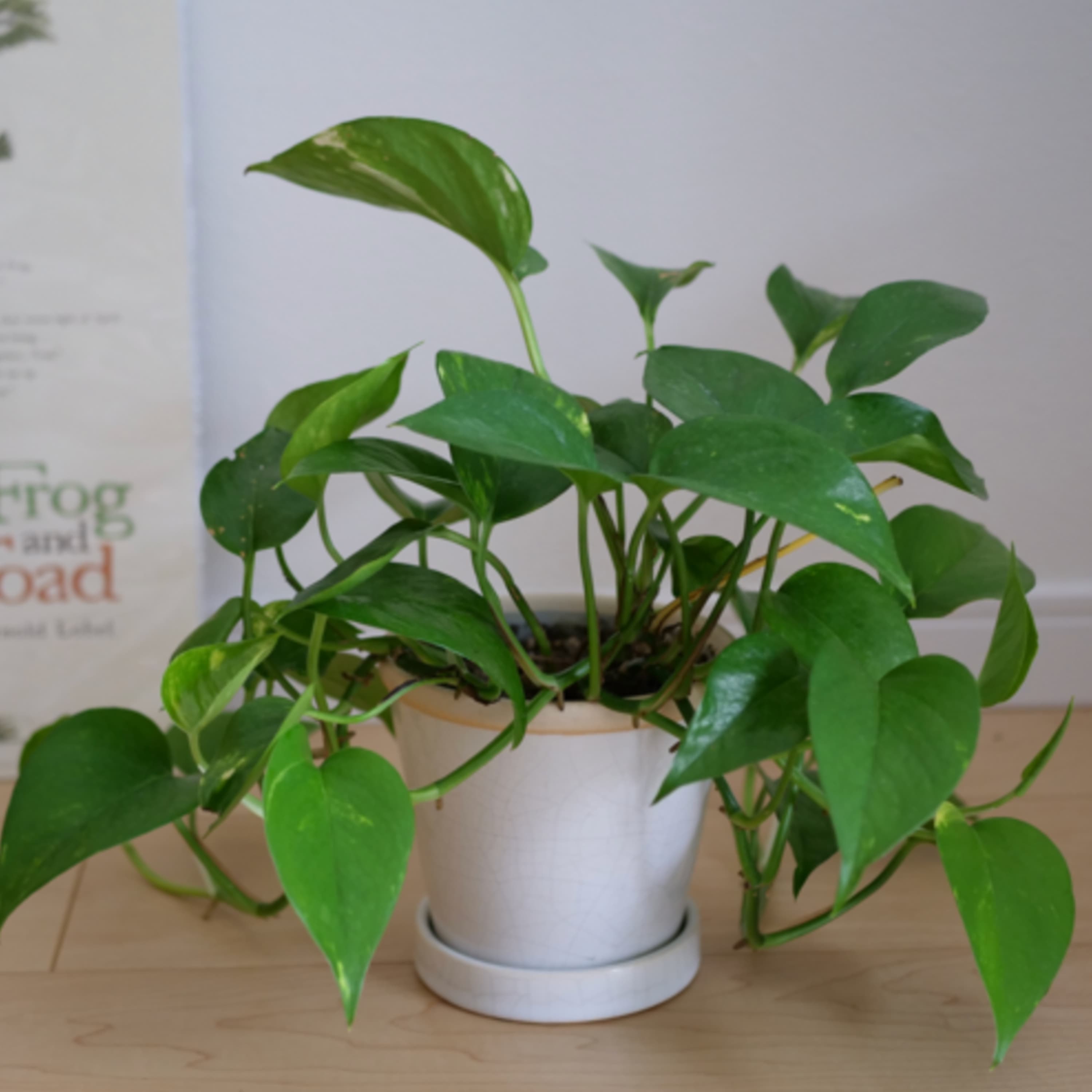 3.初めて観葉植物を買うならポトスがいいと思う