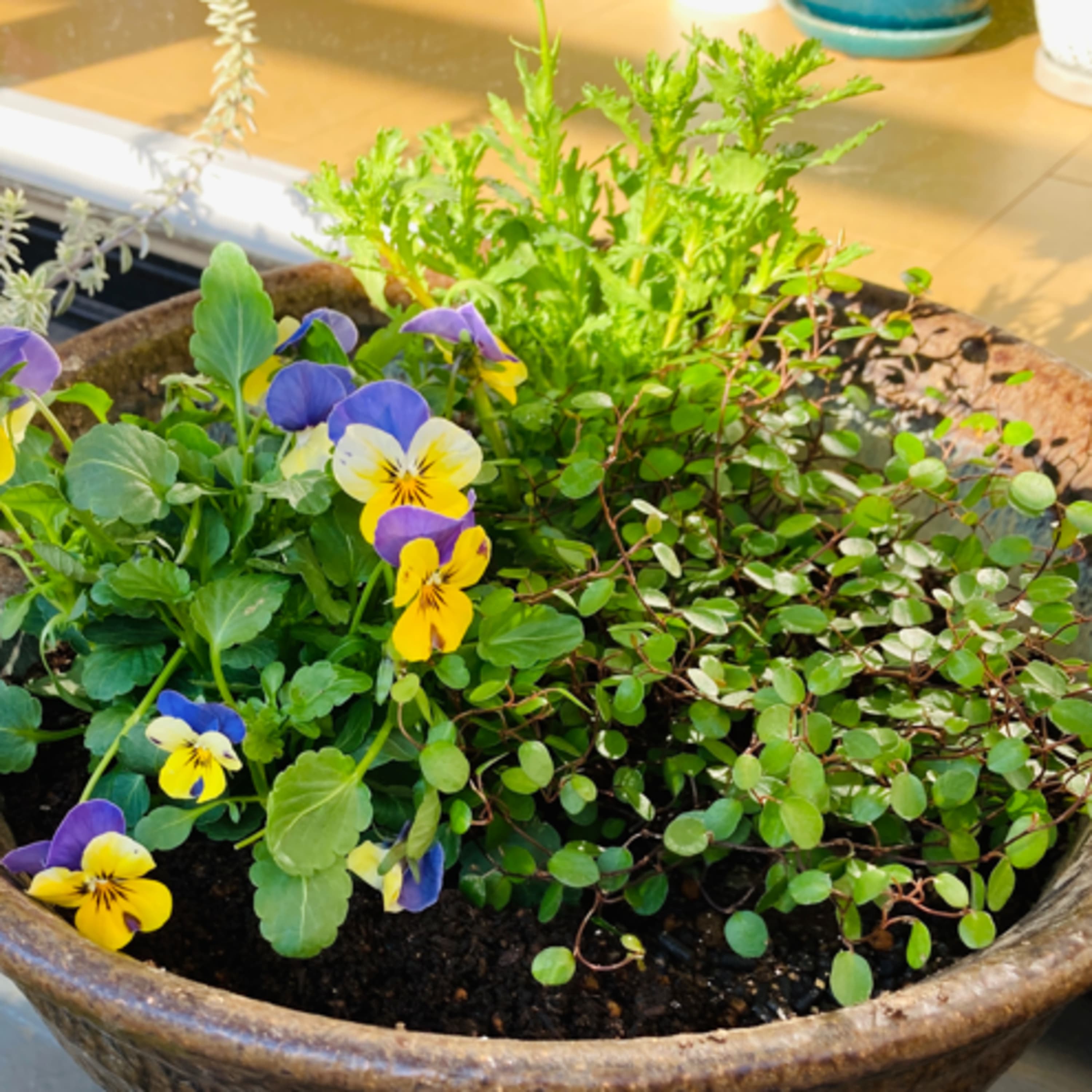 23.寄せ植えが楽しくなってきたかもしれない