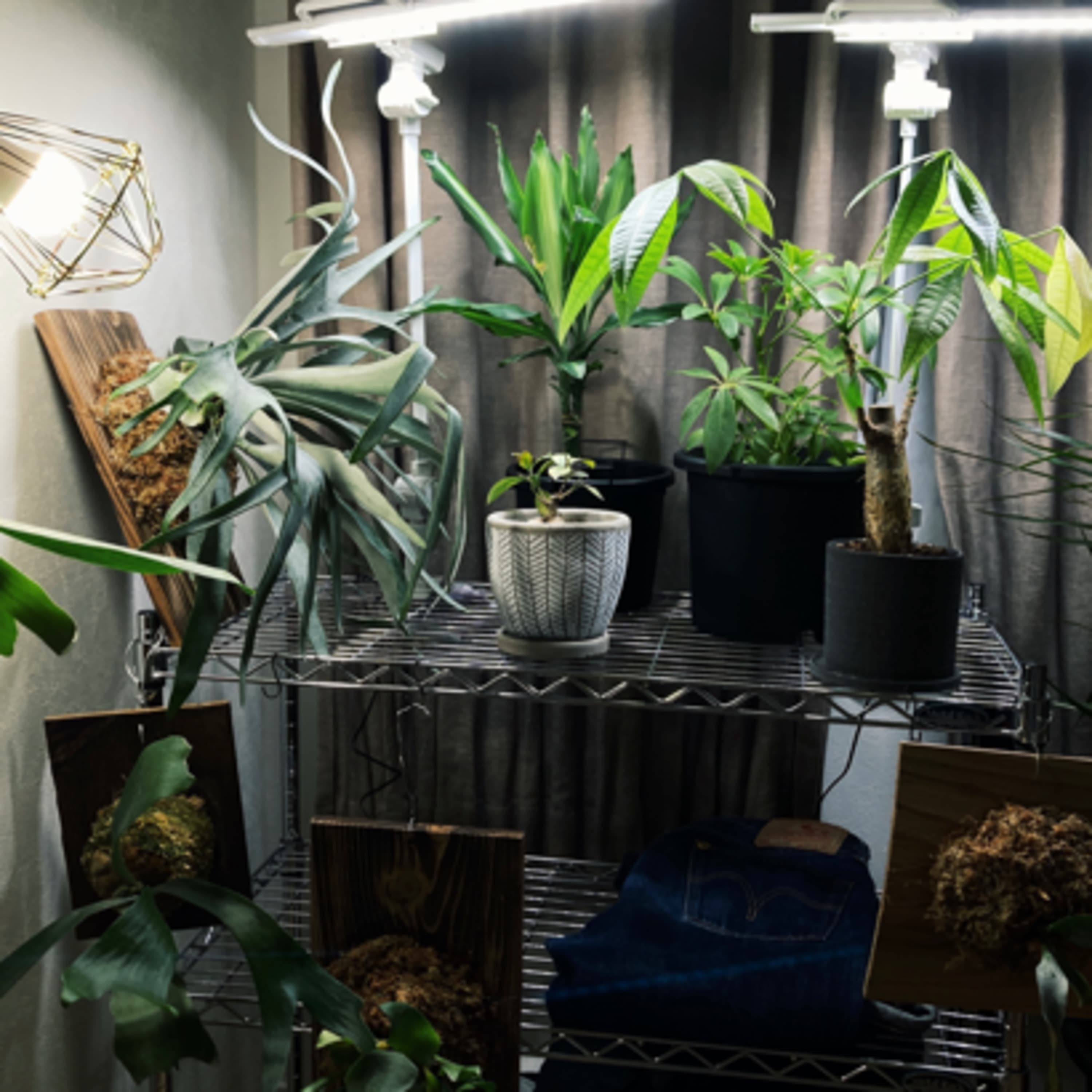 31.北向きの部屋で植物を育てるための育成ライト選び