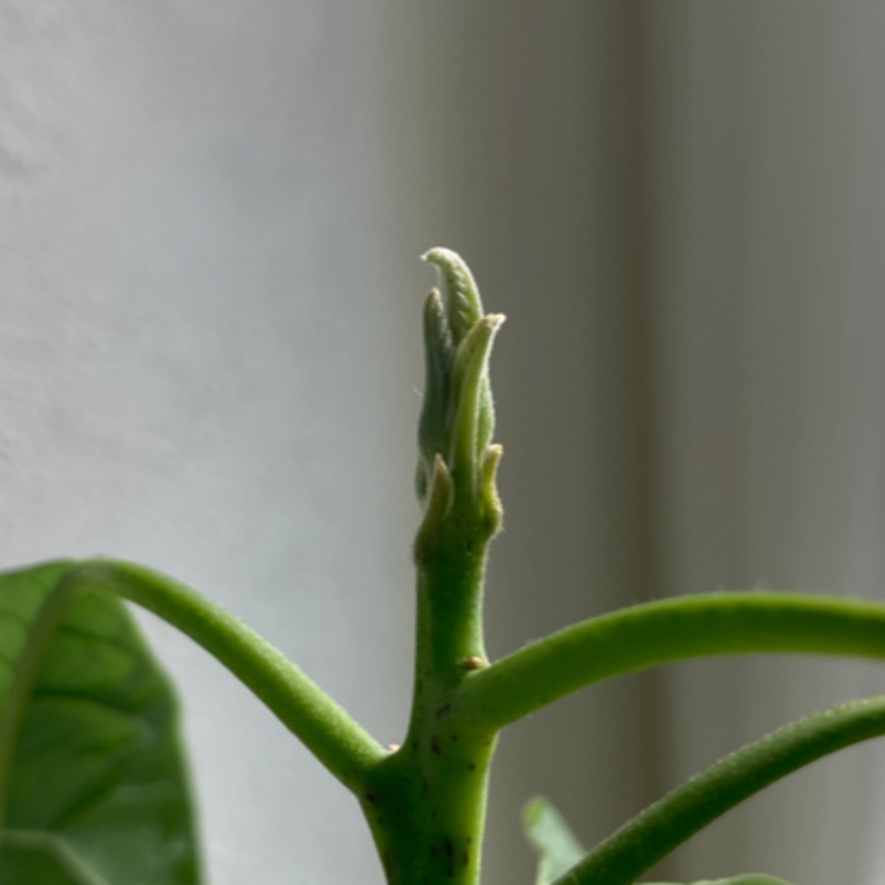 35.実録 冬でも室内で成長を続けている植物は?