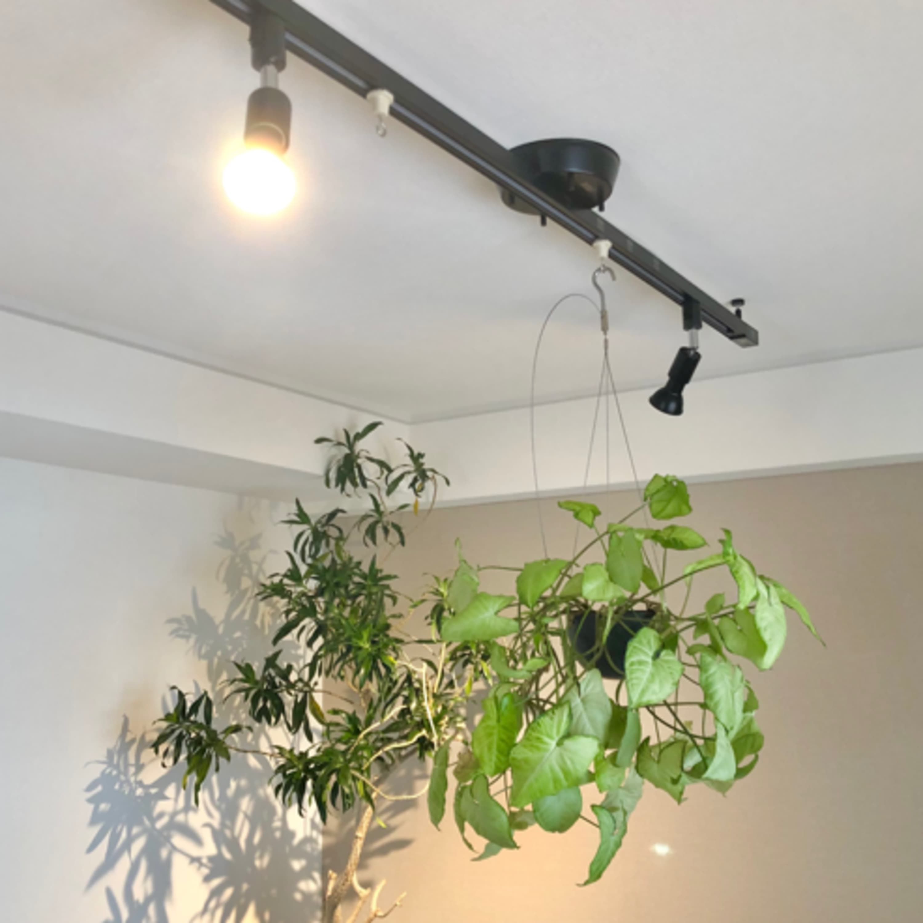 36.植物のハンギングに使えるグッズを紹介