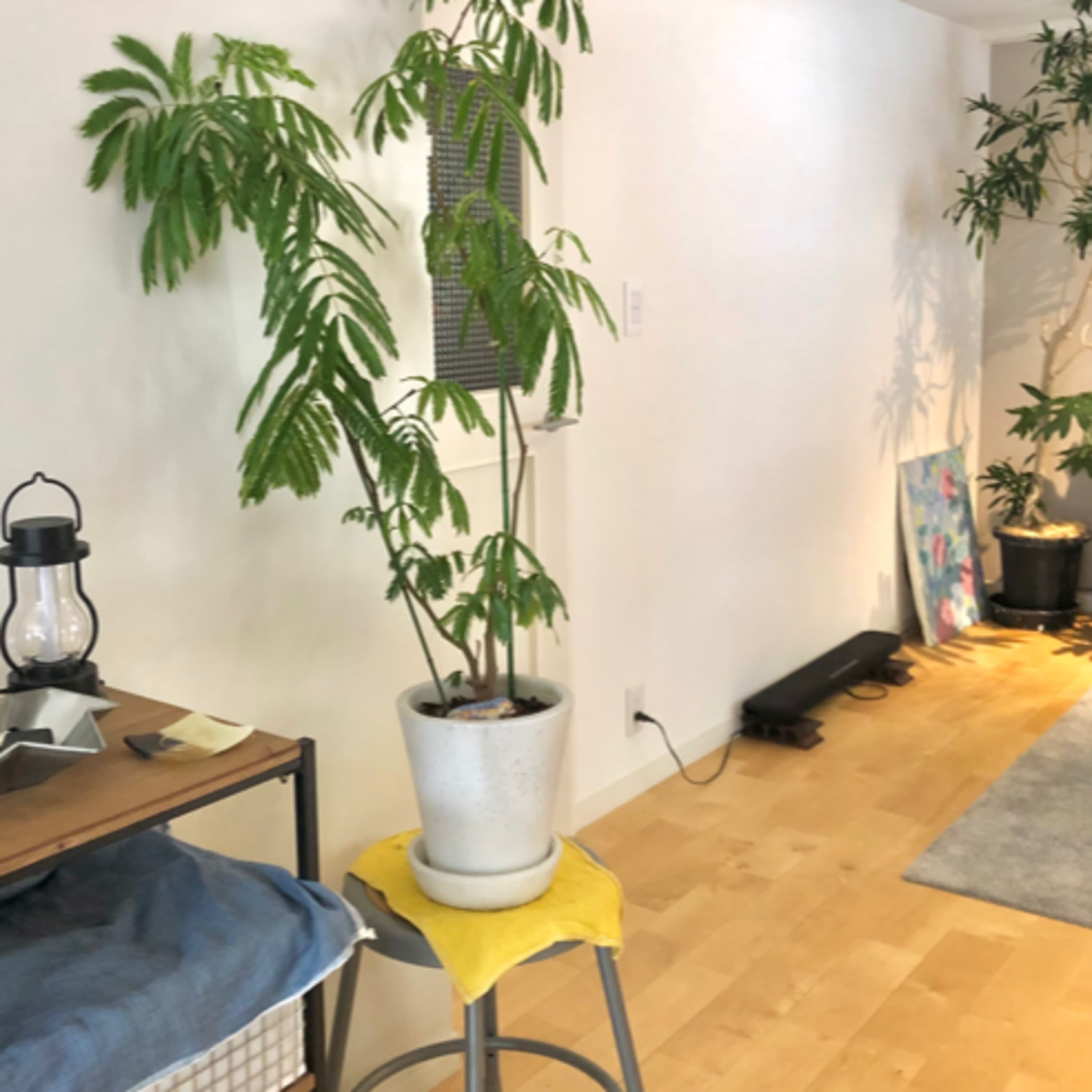 38.子育てと植物を両立するための準備
