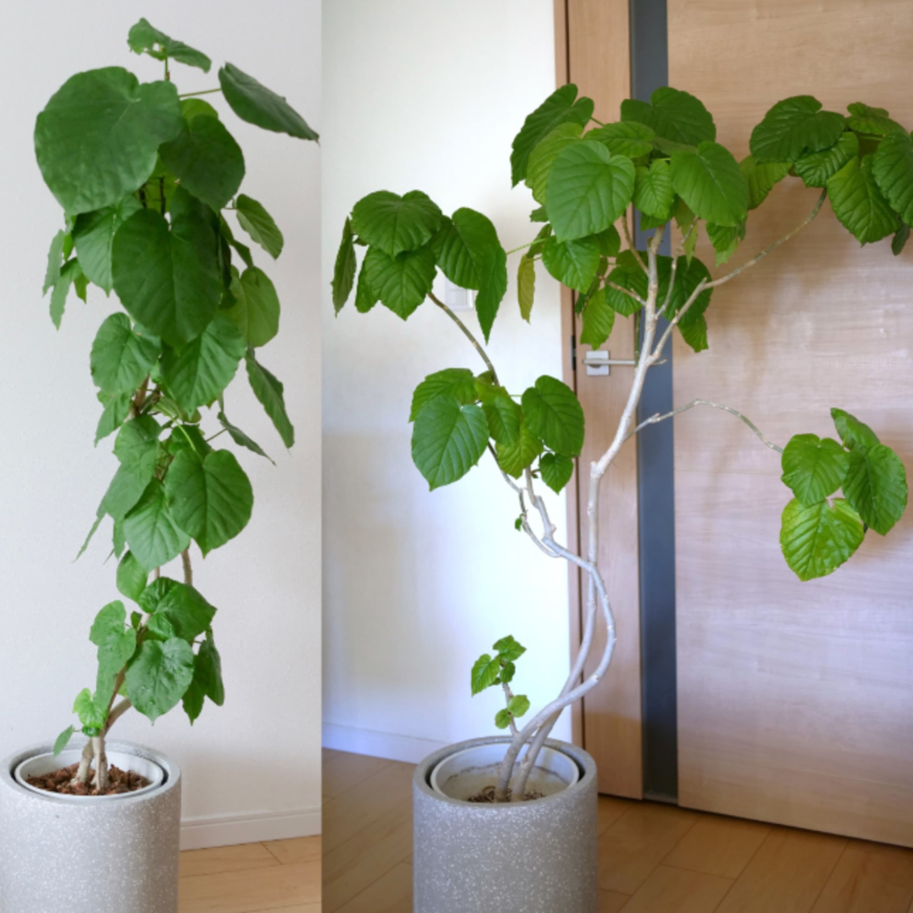 402.ベスト観葉植物2024~ワタナベ編~