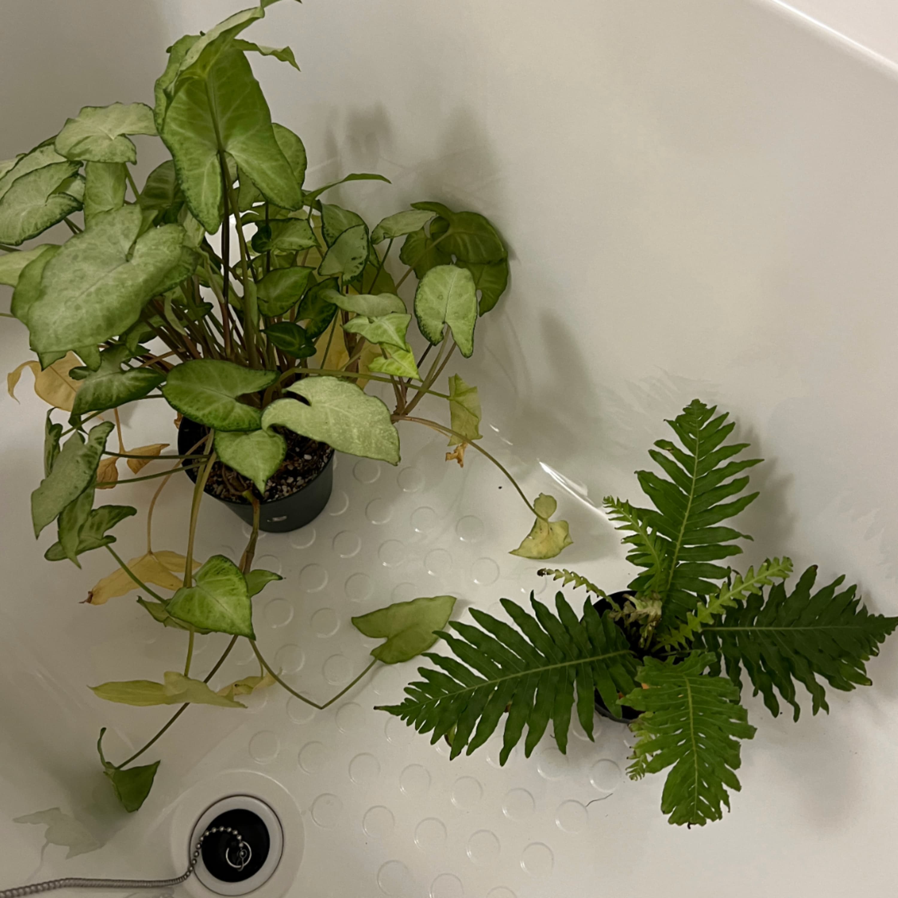 343.GWに長期で旅行、実践した植物対策をご紹介。
