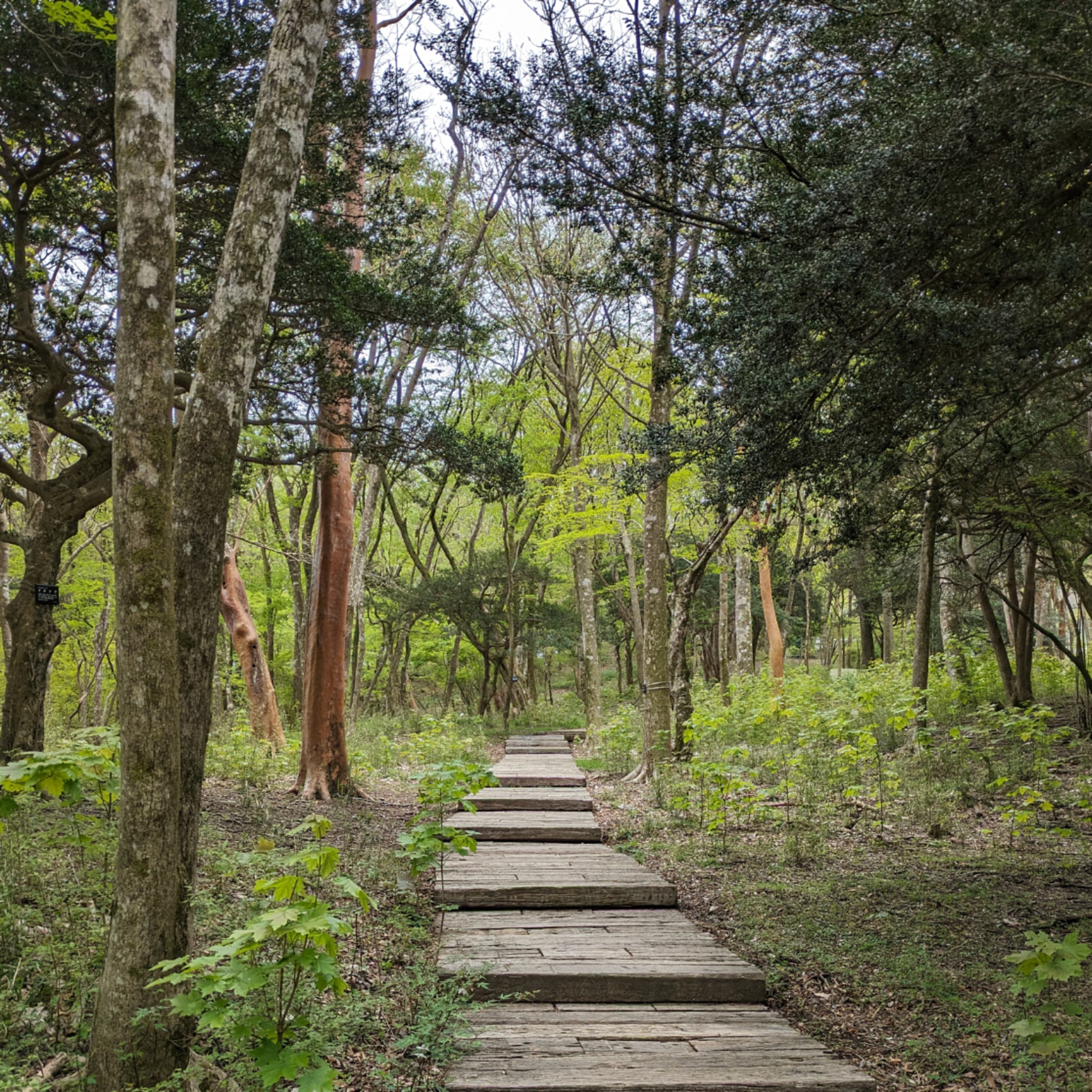 342.GWは植物鑑賞に最適。後半戦は近くの植物園でインスピレーションを受けるのはどうですか?