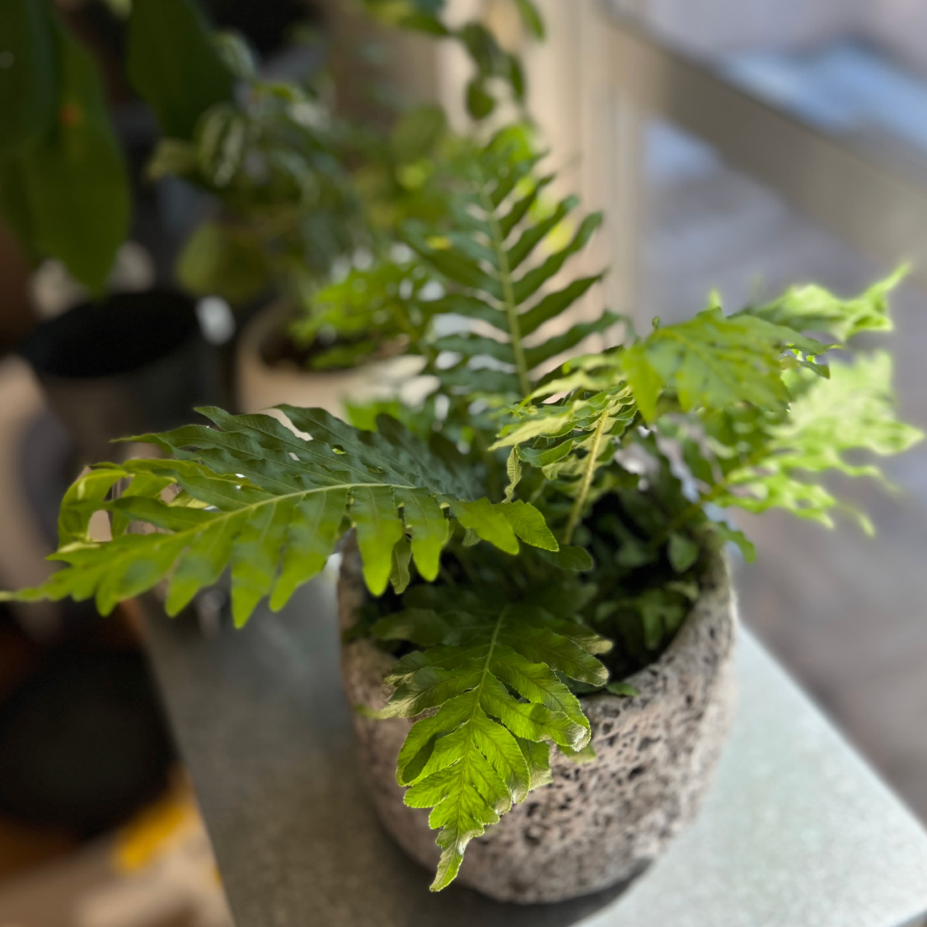330.きました、植欲の春。ブレクナム シルバーレディ購入