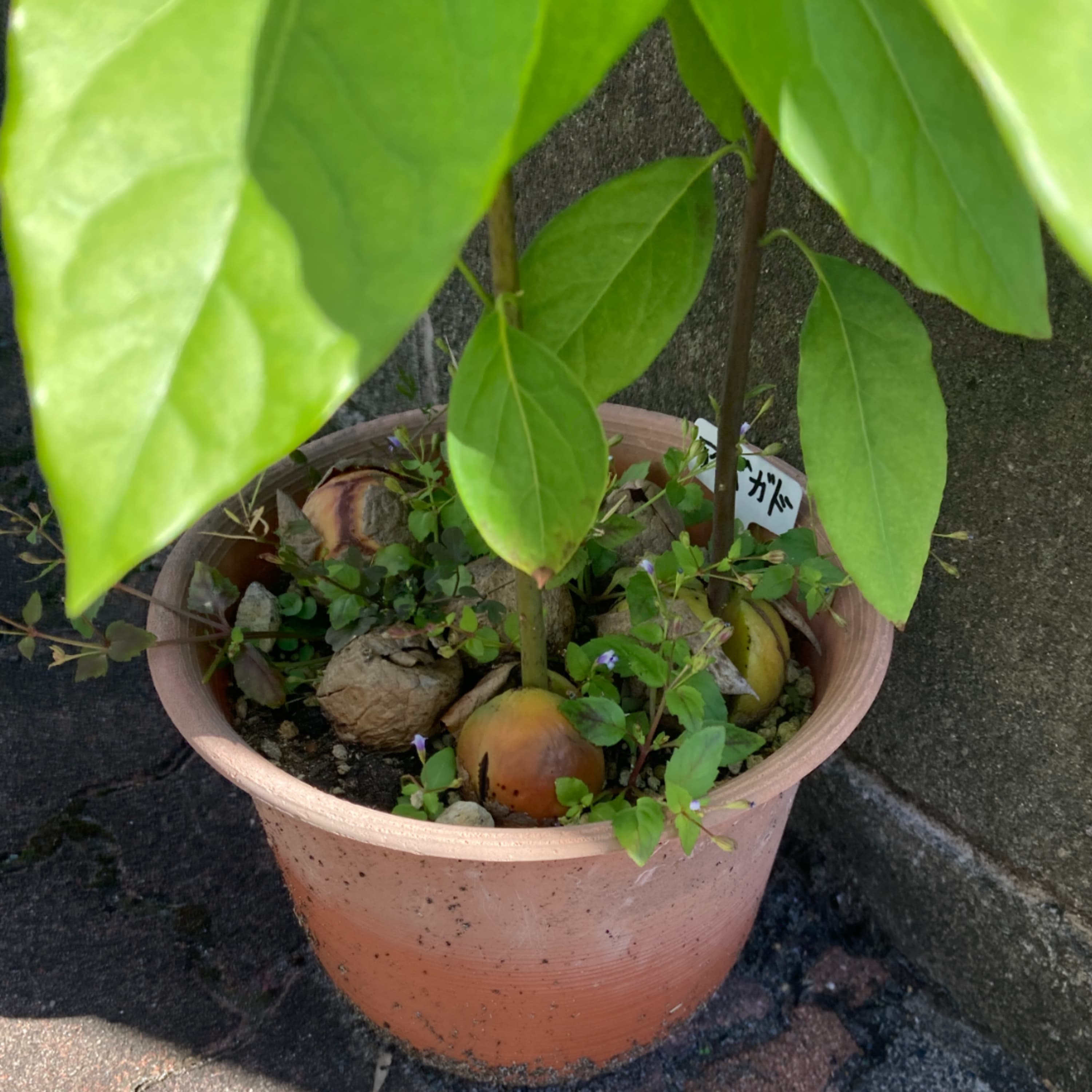 306.植物の新しい楽しみ方を見つけました