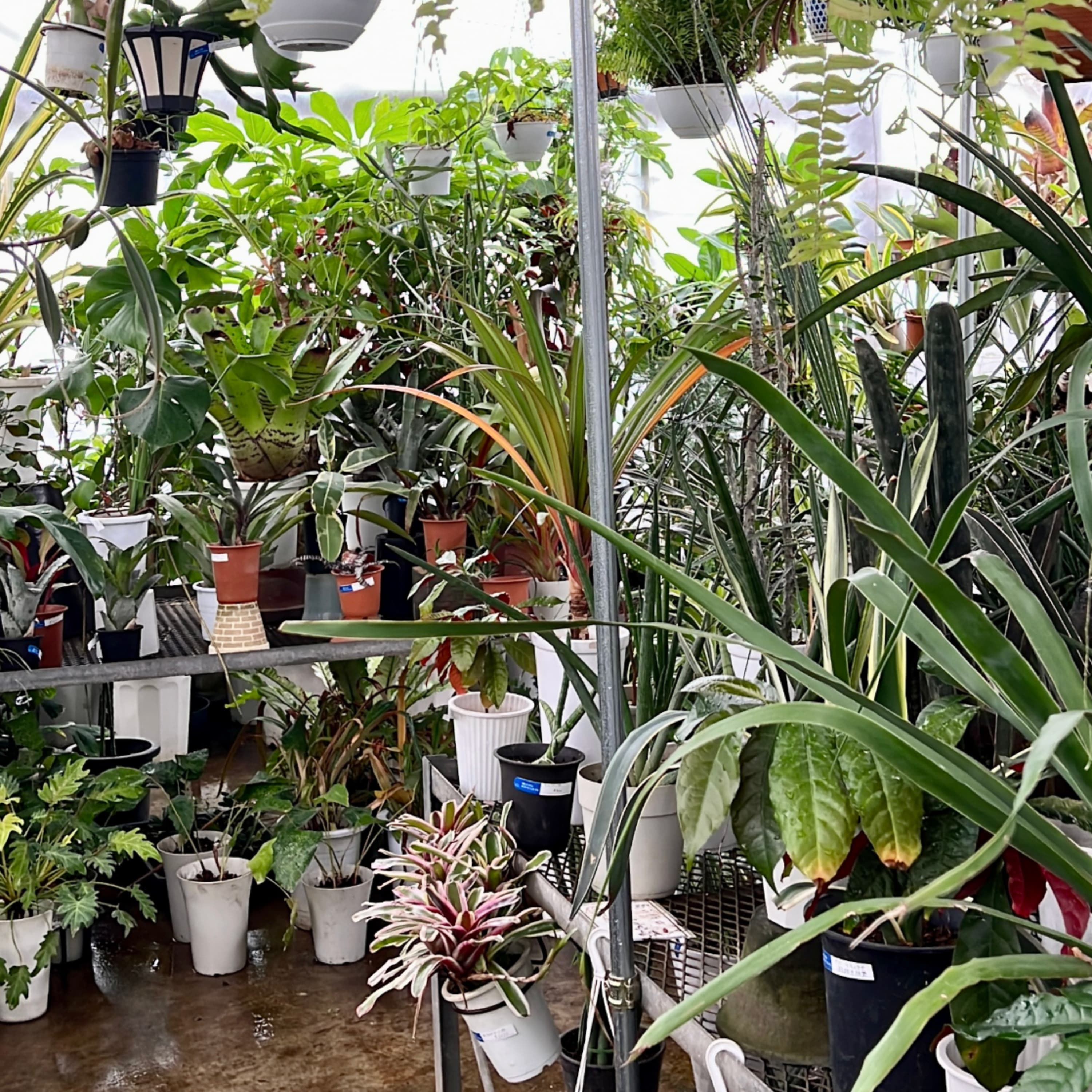 243.山手苑に学ぶ。植物にやさしい環境は、人にやさしいわけではない。