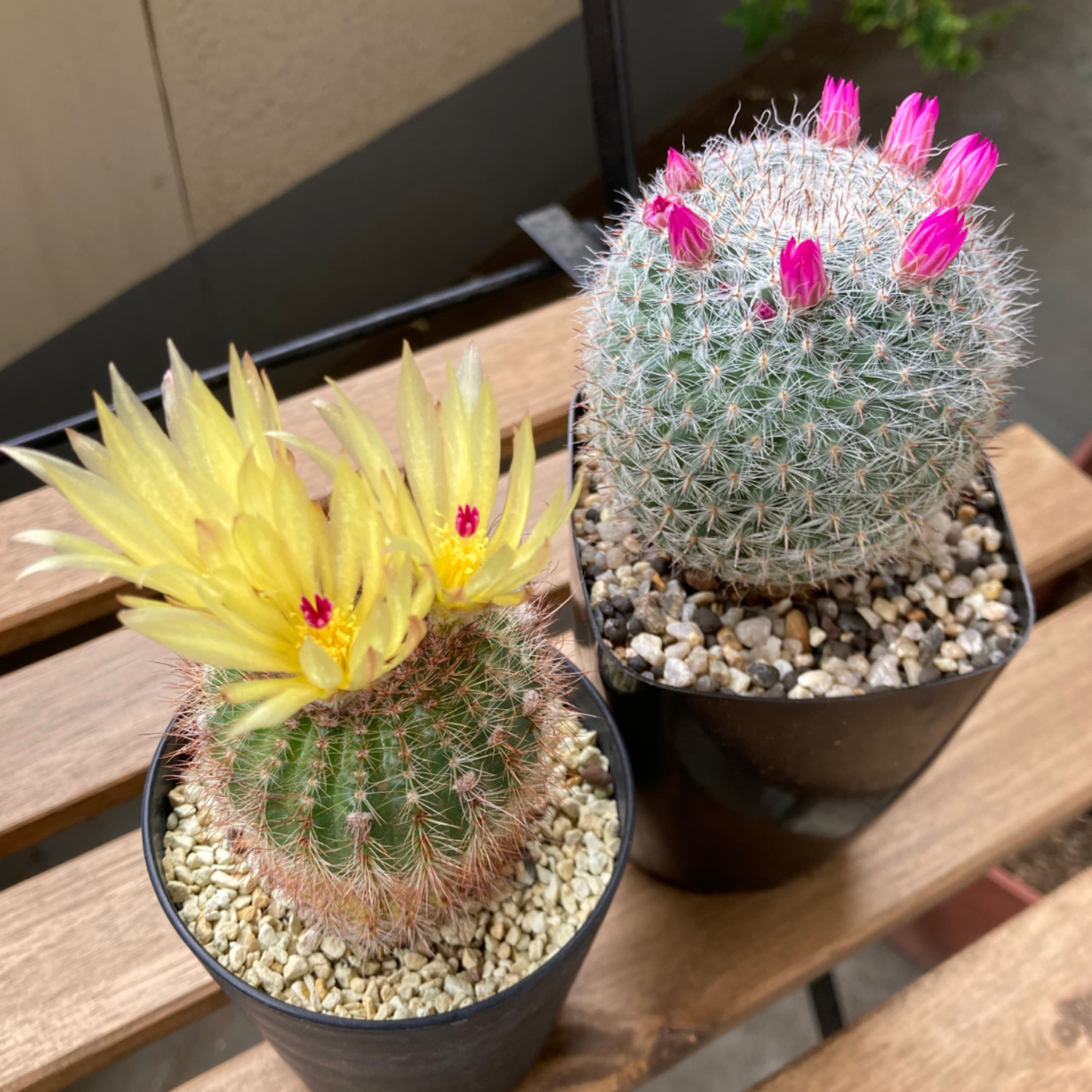 234.歓喜!サボテンの花が咲きました