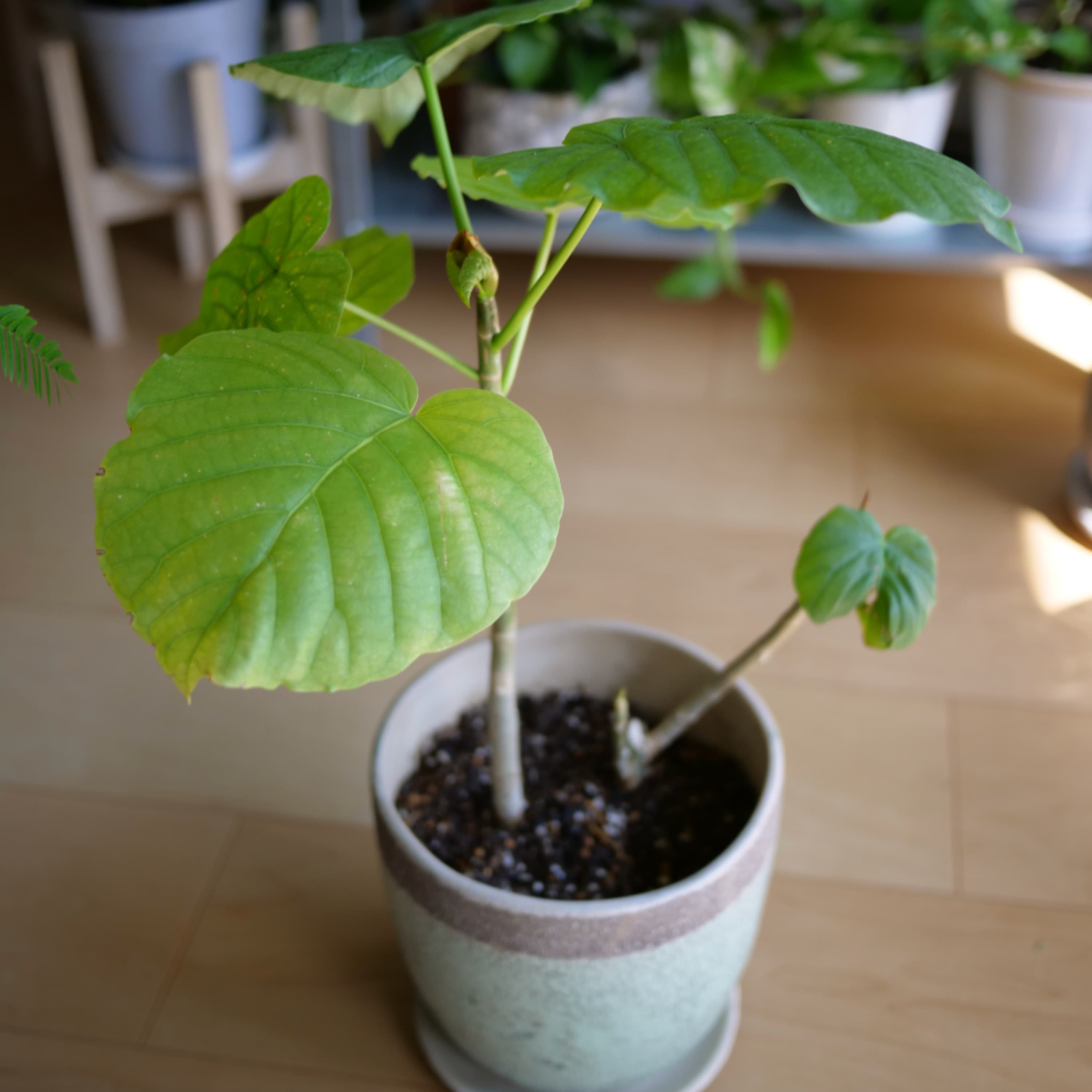 224.あえて2株を1鉢に植え変えているワケ