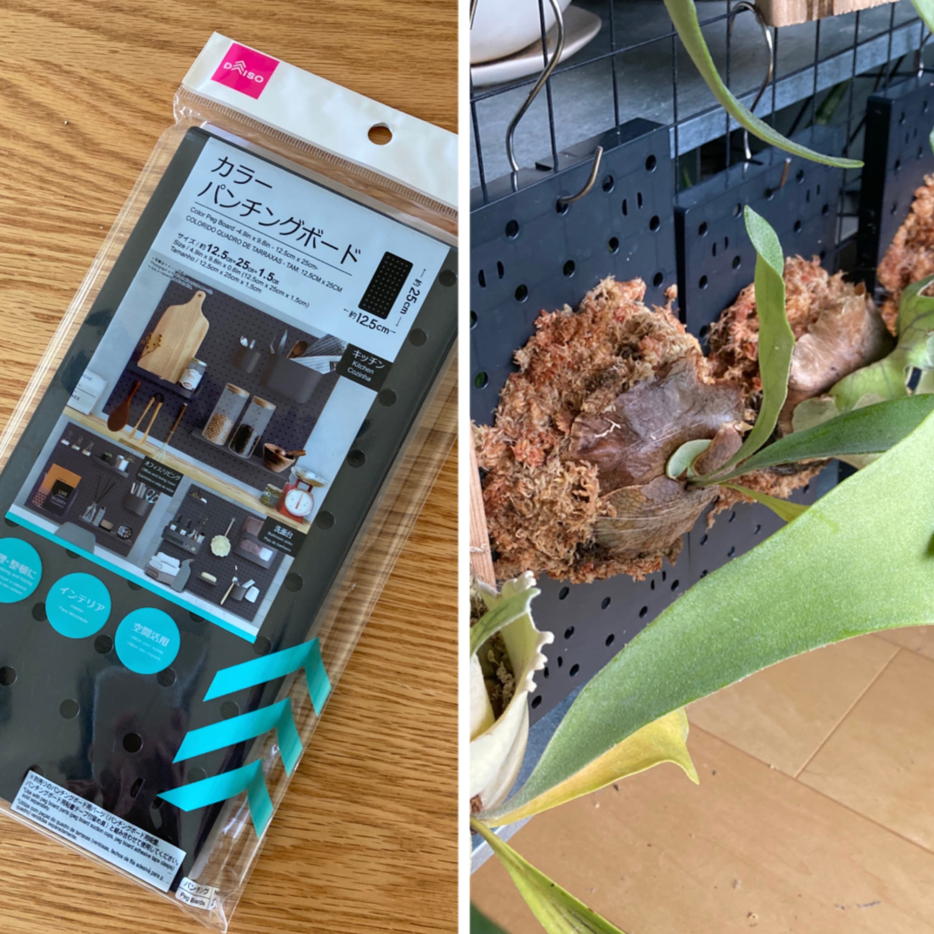 316.ダイソーはやっぱりすごい / 冬の植え替えはアリ?ナシ?