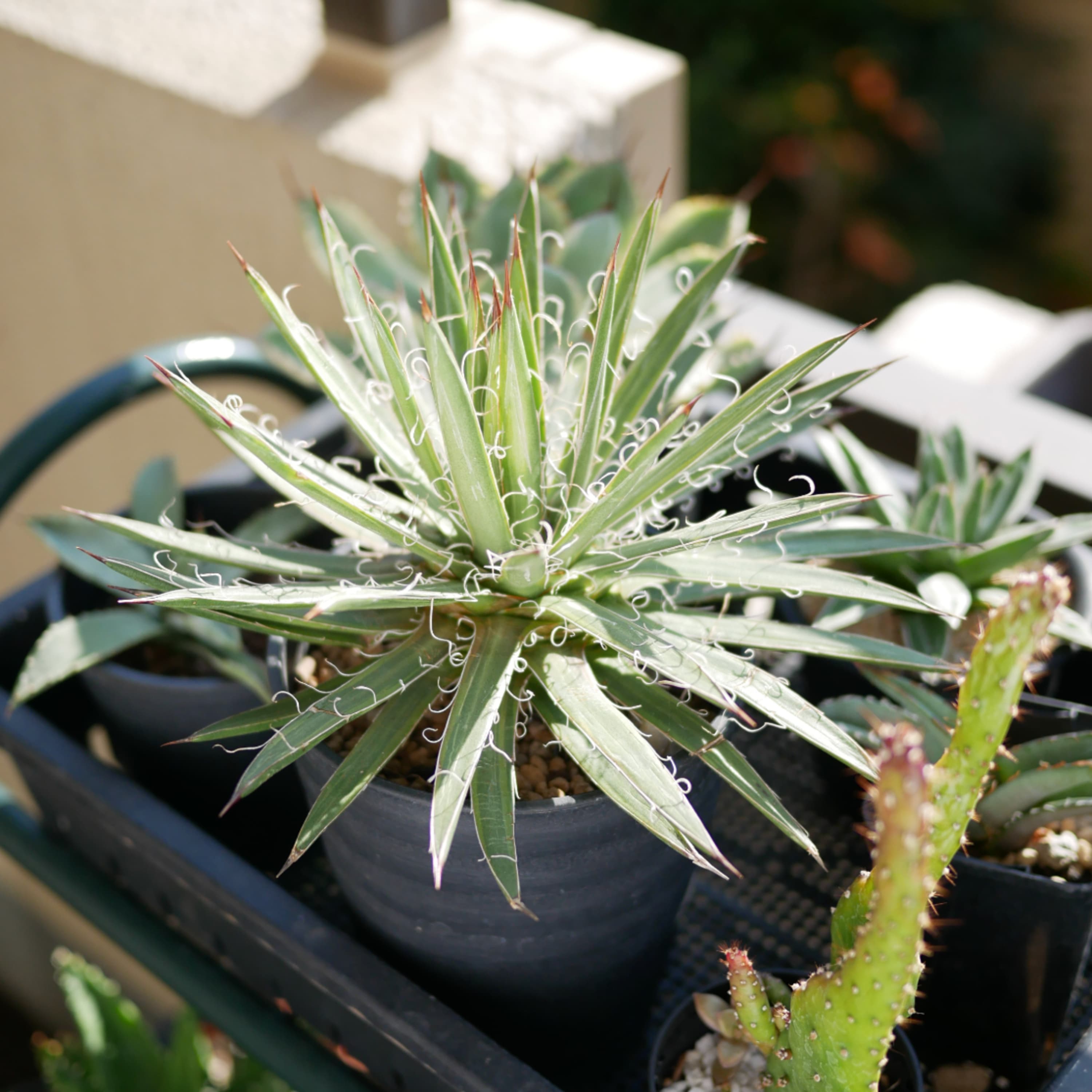 314.アガベ 滝の白糸を買ったのだが / 植物のCost Per 高さの話