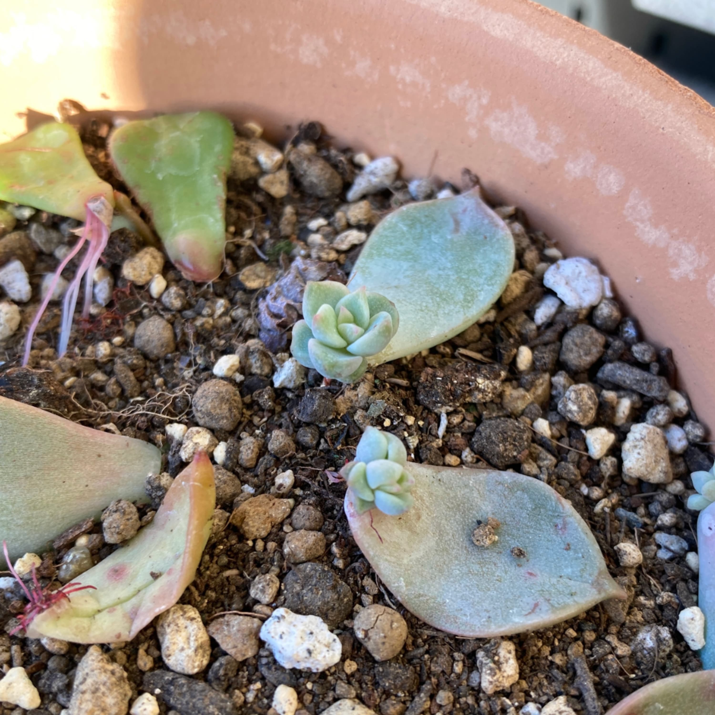 310.多肉植物の葉挿しがイージーすぎて好き