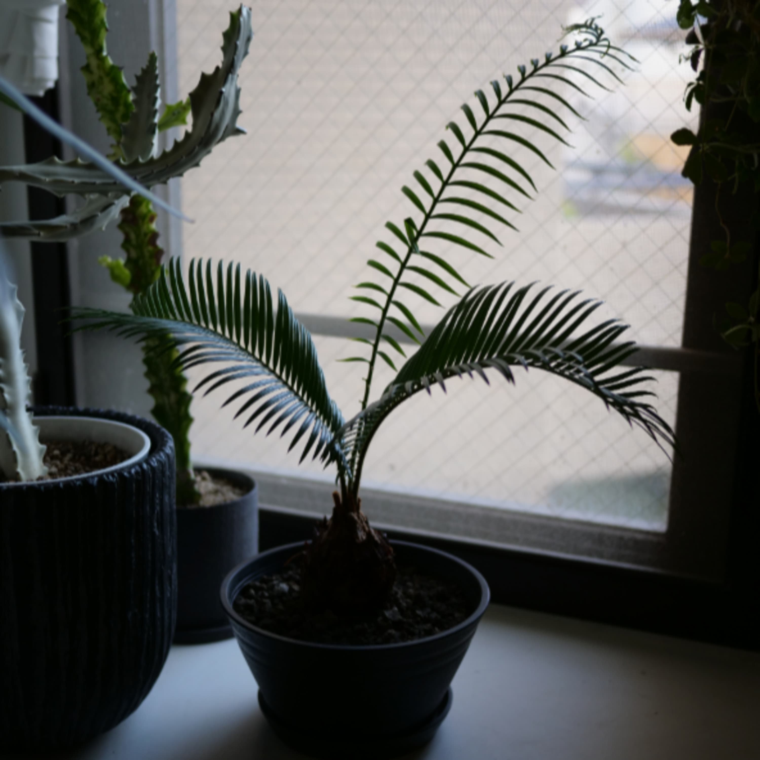 313.前編)ジュラ紀から存在する「生きた化石」的植物 / 植物を育てるのに最適なお店はどこだ?