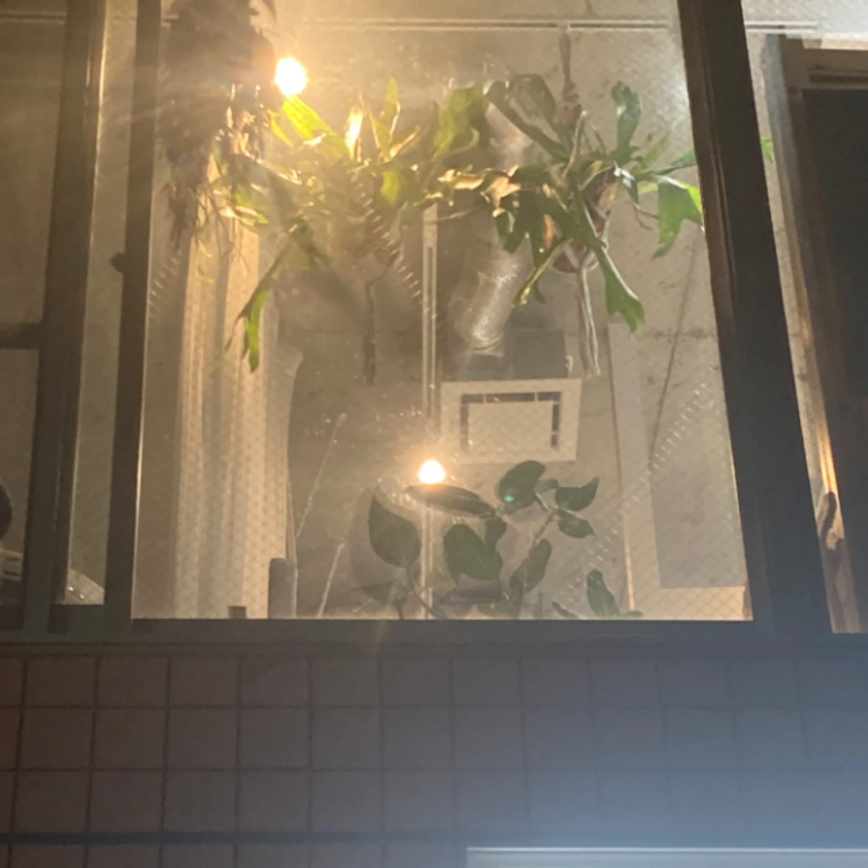 313.後編)ジュラ紀から存在する「生きた化石」的植物 / 植物を育てるのに最適なお店はどこだ?