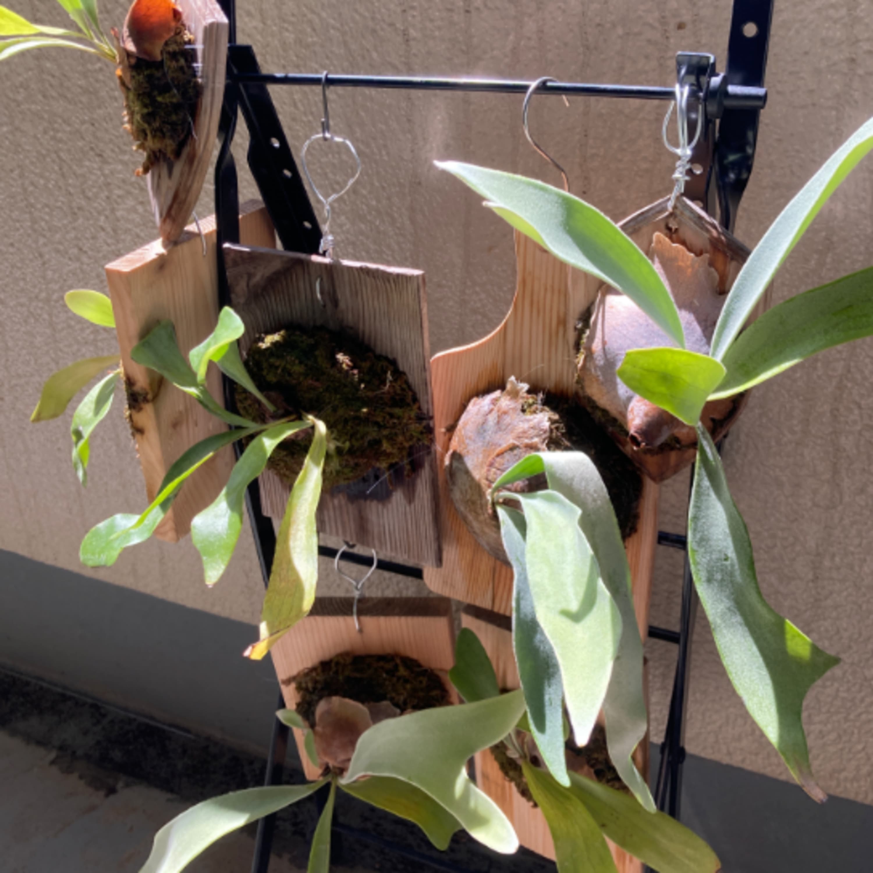 291.園芸は工夫だ。うちのビカクシダラックがとても良い具合な話