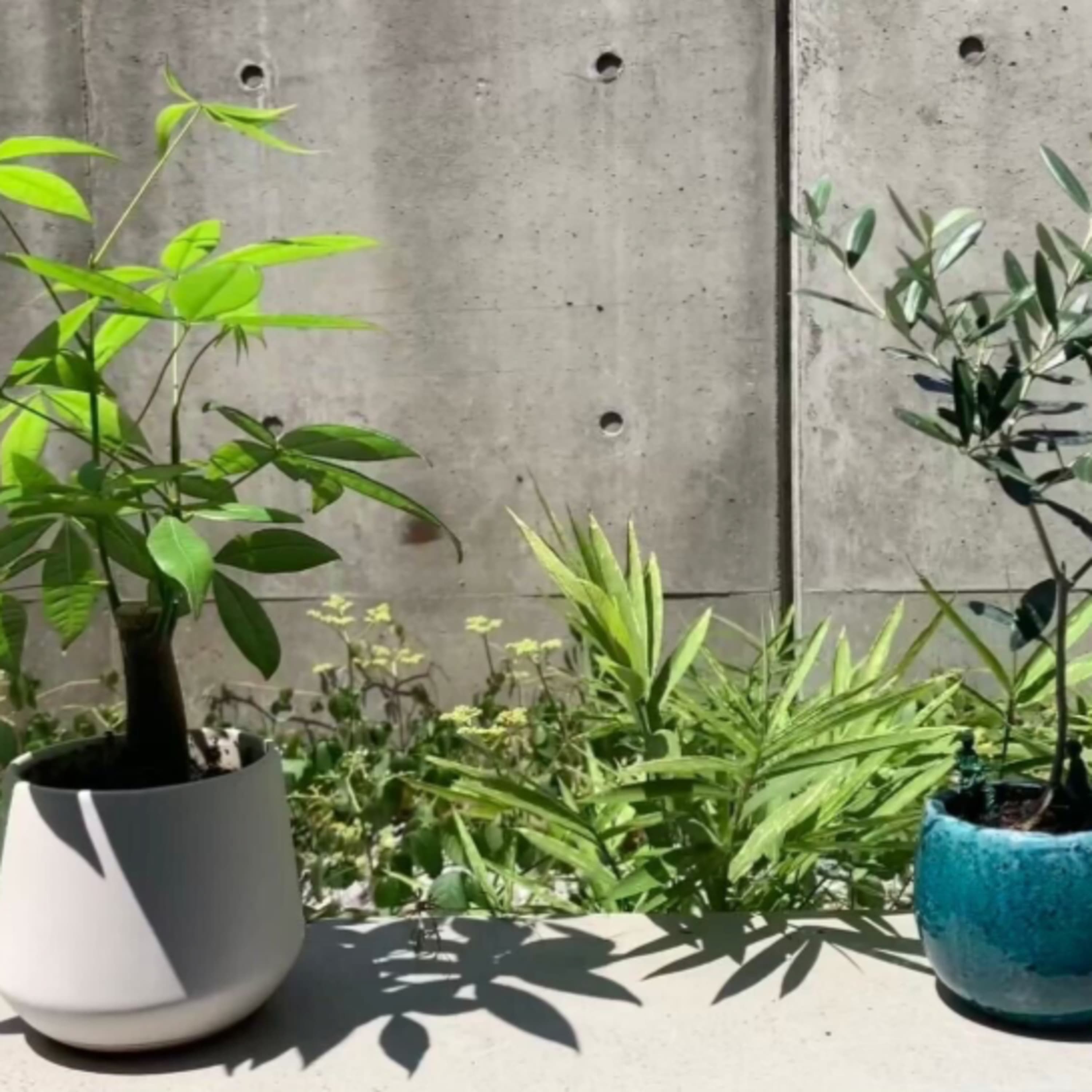 287.グリーンラジオリスナーが持つ、観葉植物界の三種の神器