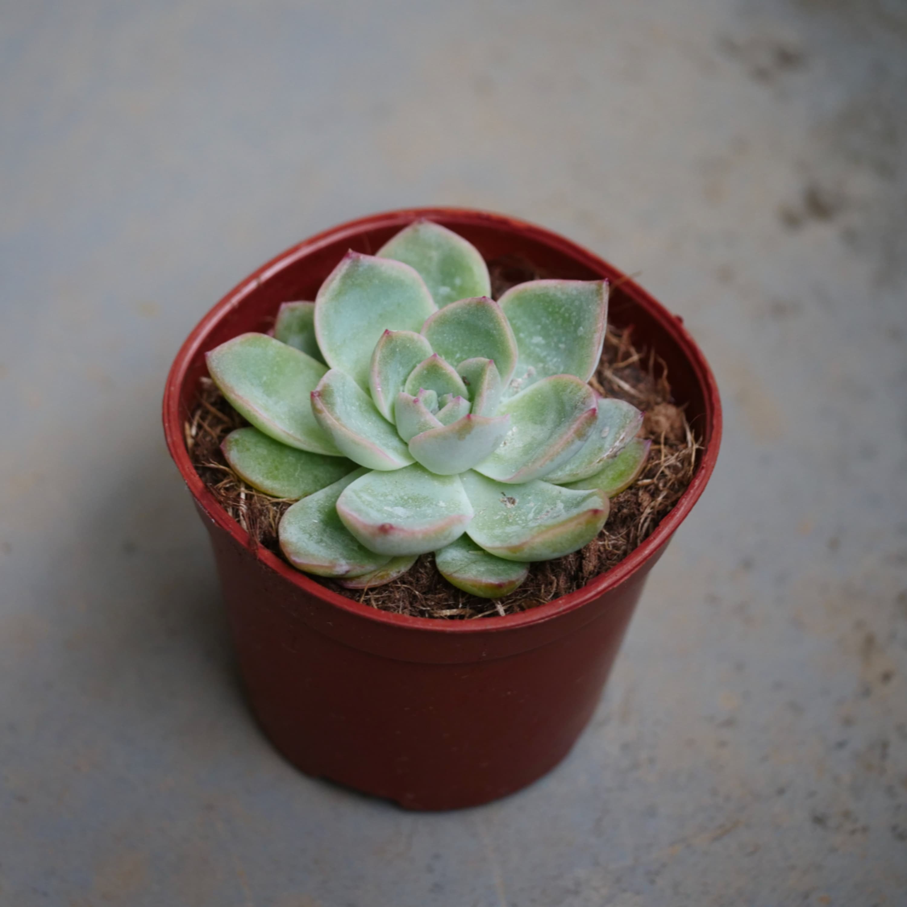 420.エケベリア プリドニスを買う / ダイソーの植物は安いのか? / ジョホールバルの歓喜