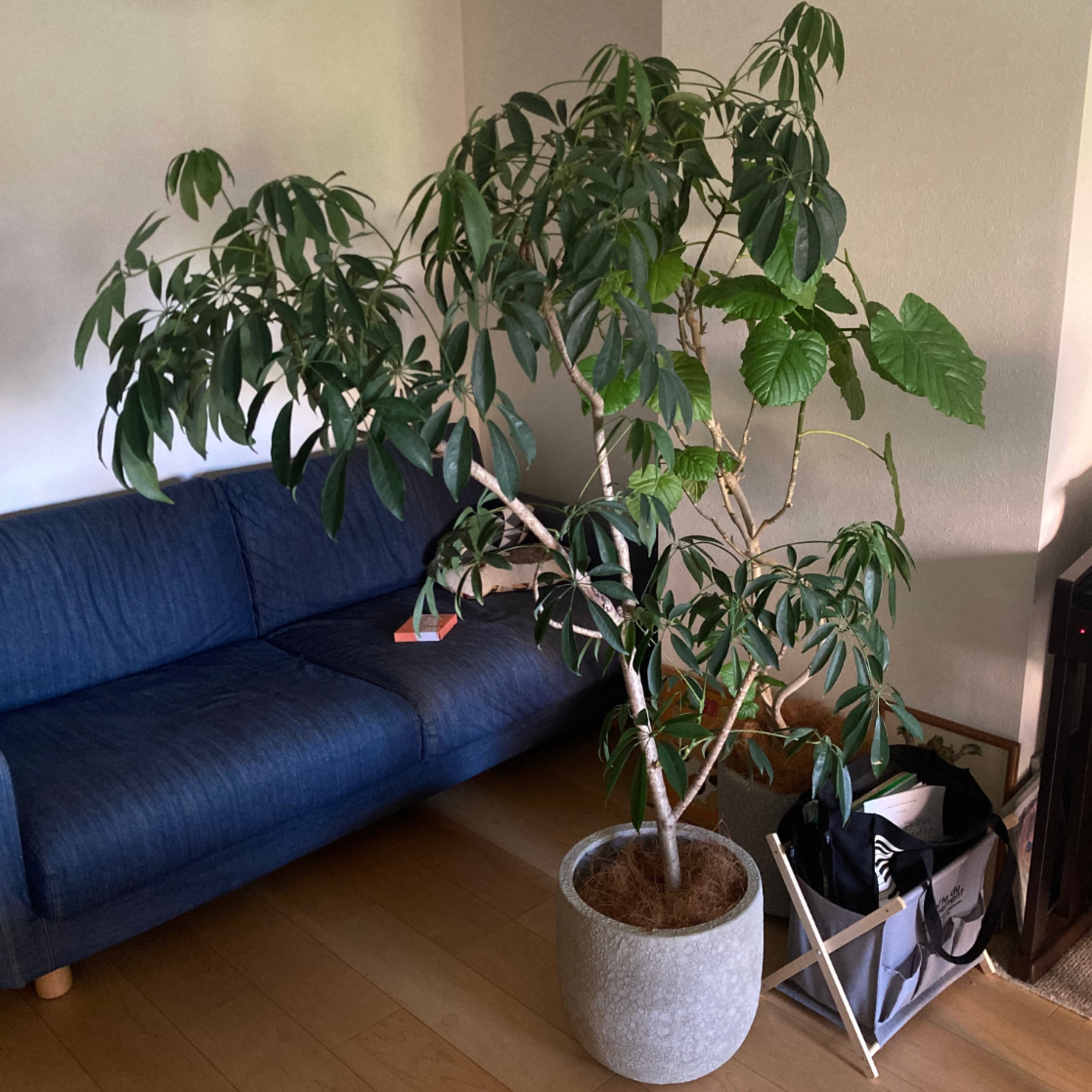 273.植物は四隅や壁際だけに置かなくてもいい。気持ちよく面倒を見るにはむしろ接する面の少なさが大事